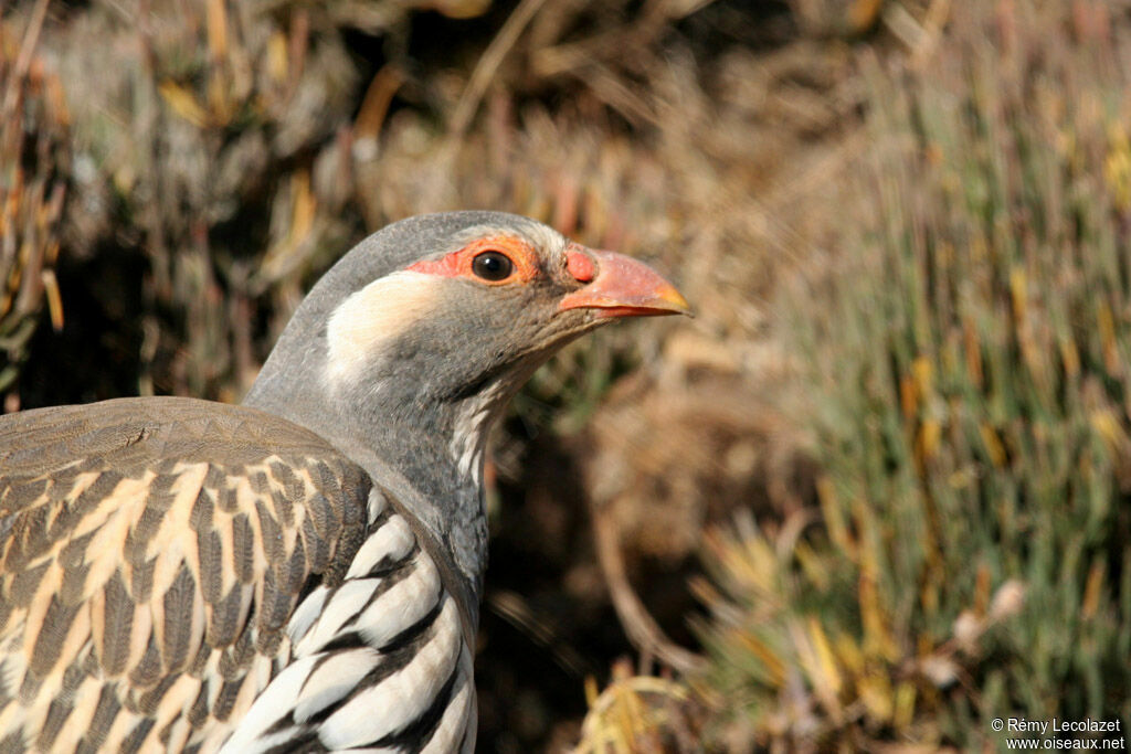 Tibetan Snowcock