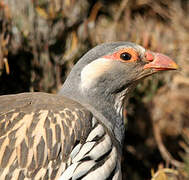 Tibetan Snowcock