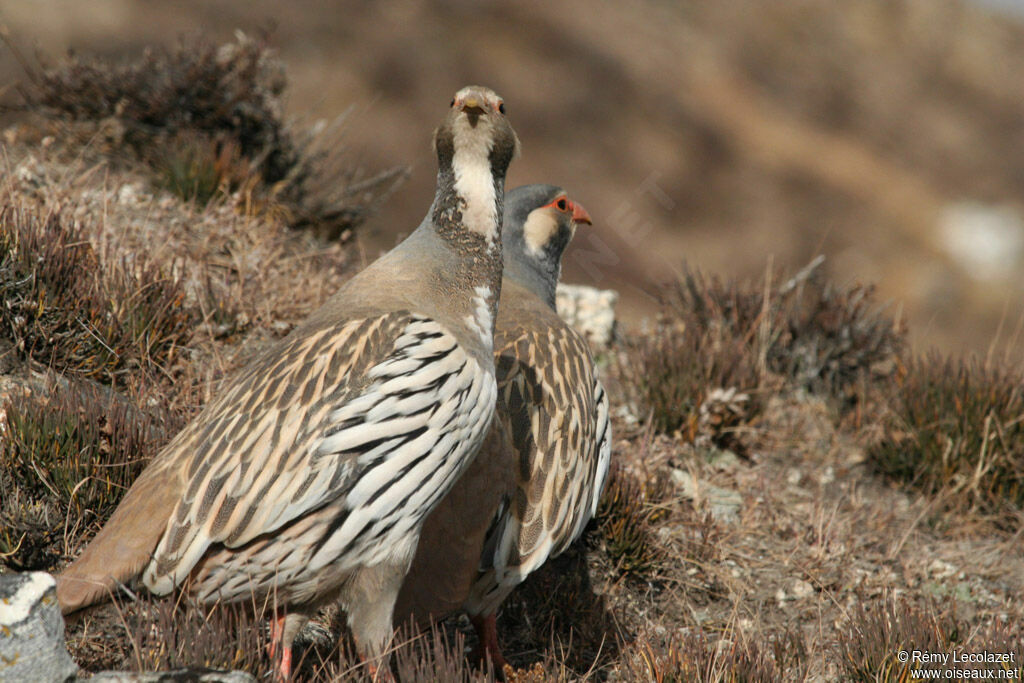 Tibetan Snowcock