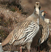 Tibetan Snowcock