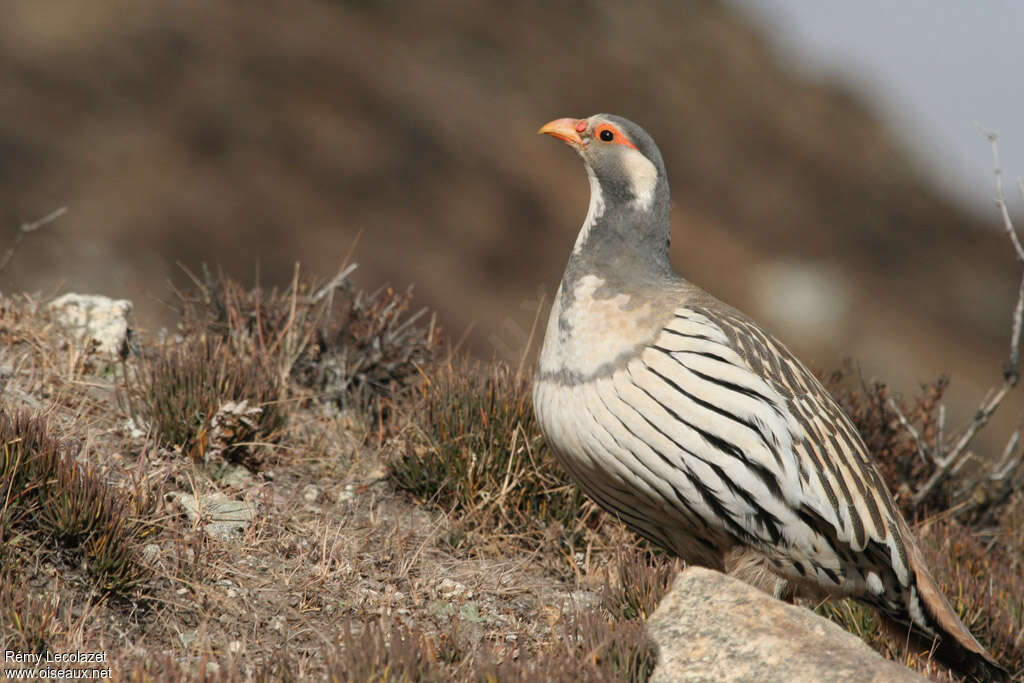 Tibetan Snowcock male adult, identification