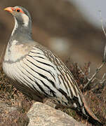 Tibetan Snowcock