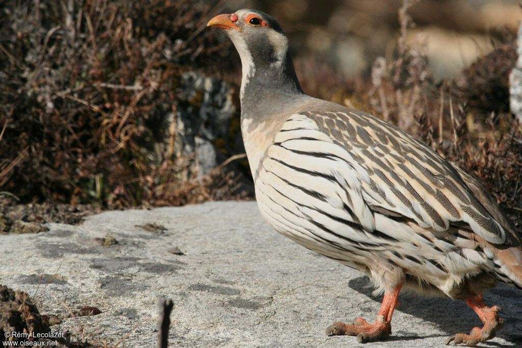 Tibetan Snowcock