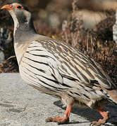 Tibetan Snowcock