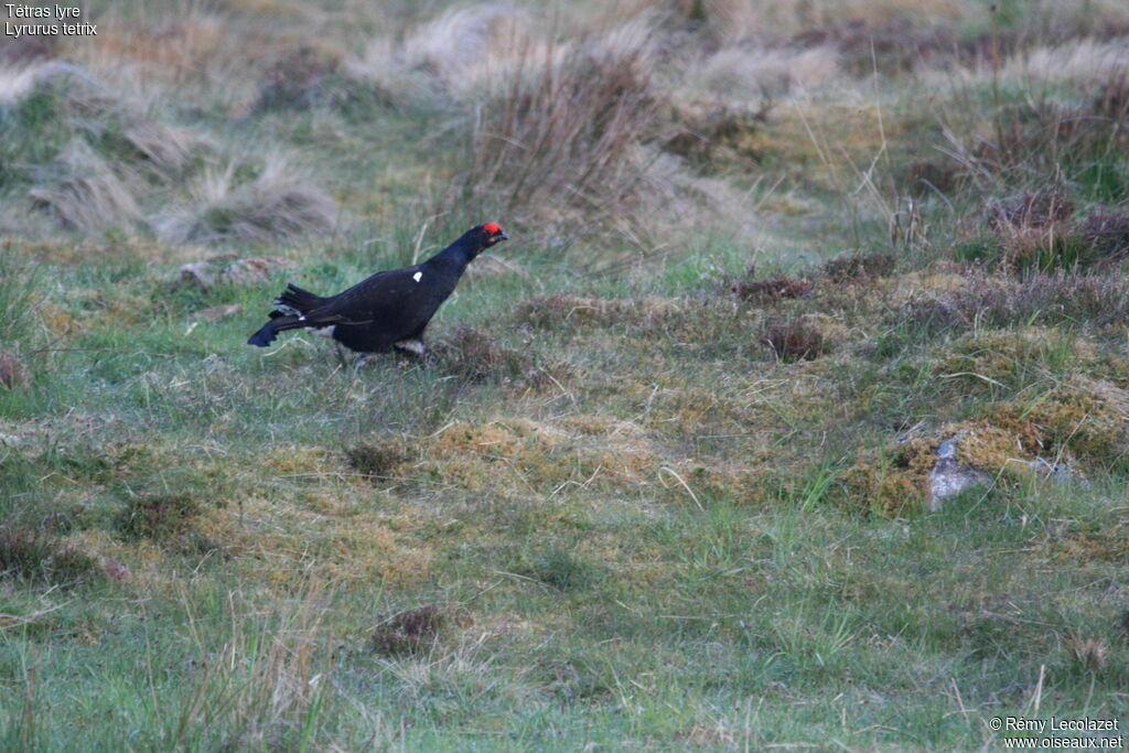 Black Grouse male adult breeding