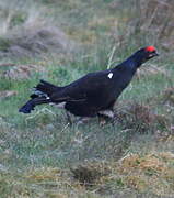 Black Grouse