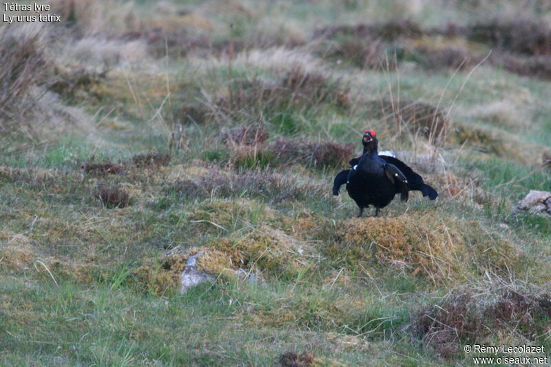 Black Grouse male adult breeding, song