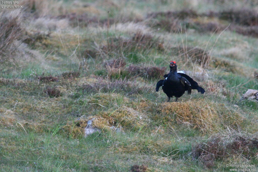 Black Grouse male adult breeding, song