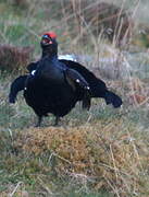 Black Grouse