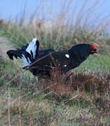 Black Grouse