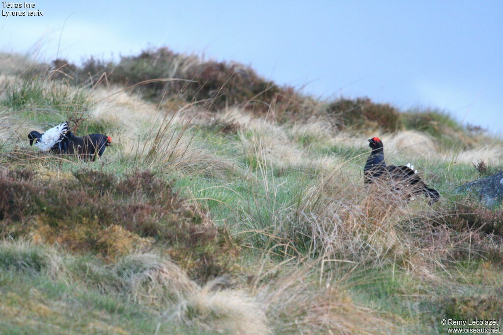 Black Grouse male adult breeding, Behaviour