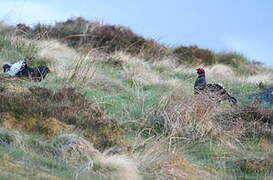 Black Grouse