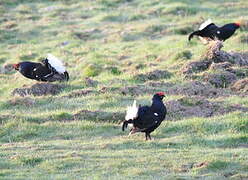 Black Grouse