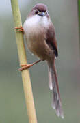 Yellow-eyed Babbler