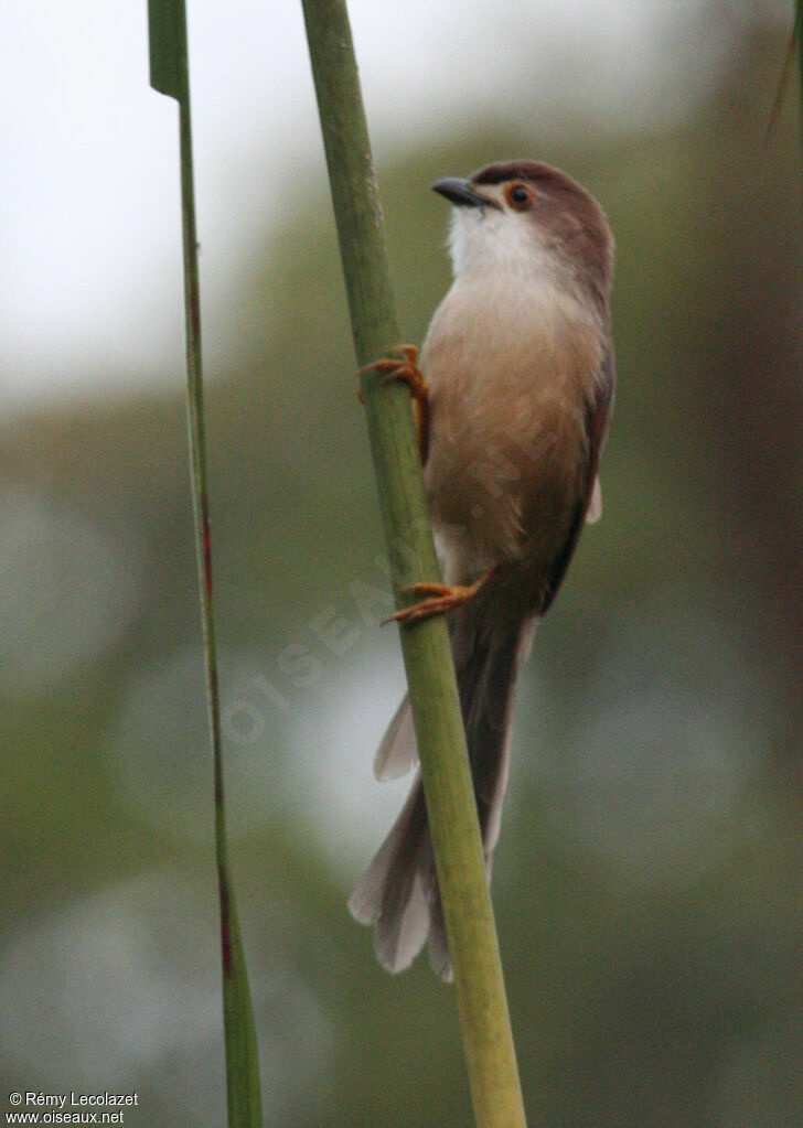 Yellow-eyed Babbler