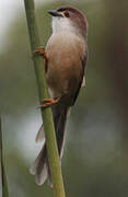 Yellow-eyed Babbler