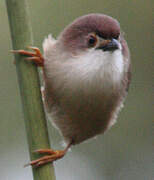 Yellow-eyed Babbler