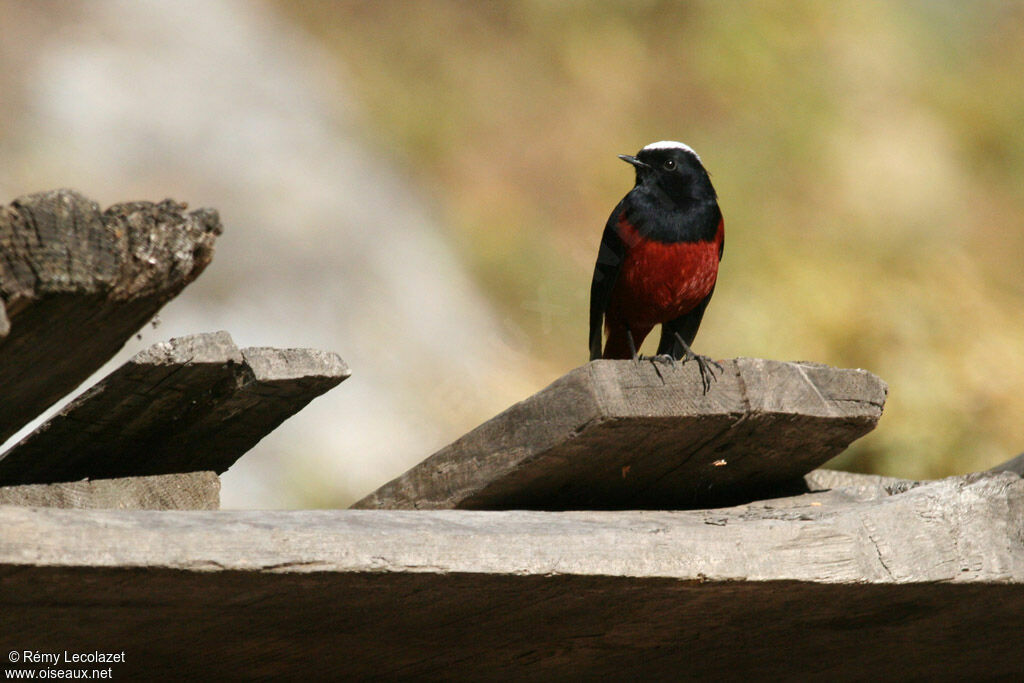 White-capped Redstart