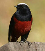 White-capped Redstart