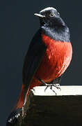 White-capped Redstart