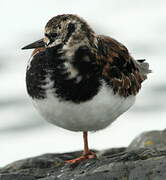 Ruddy Turnstone