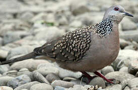 Spotted Dove