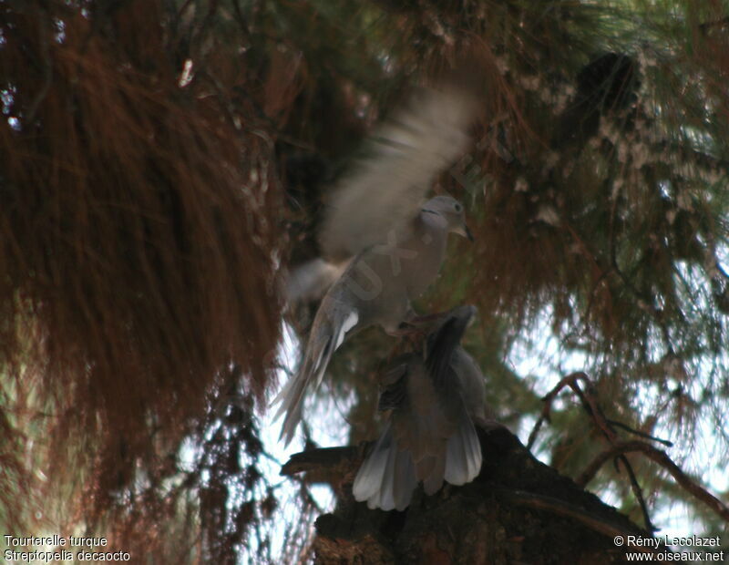 Eurasian Collared Dove adult
