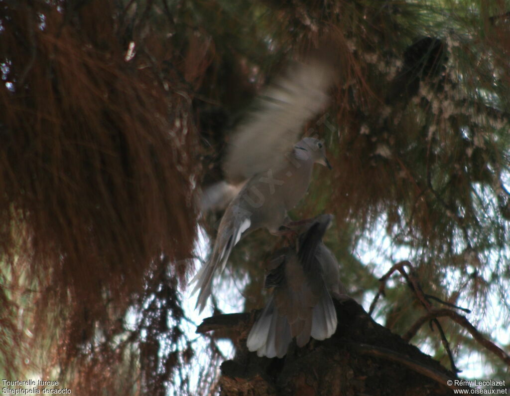 Eurasian Collared Dove adult