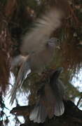 Eurasian Collared Dove