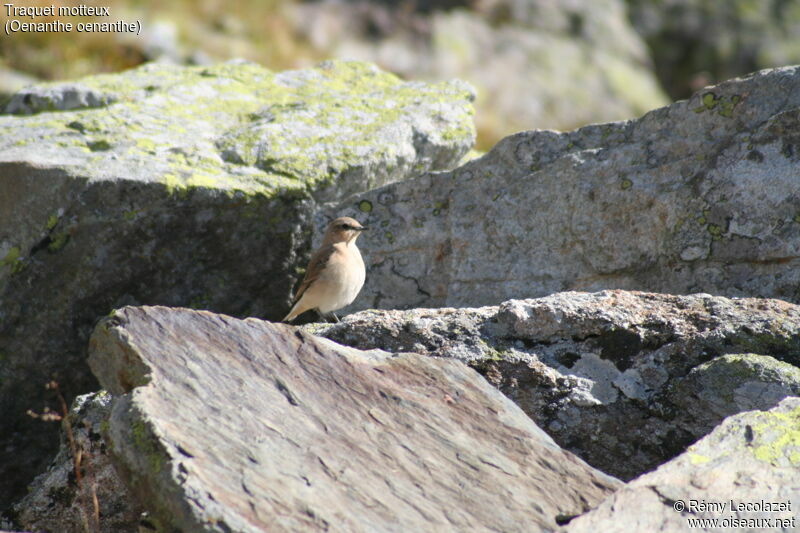 Northern Wheatear