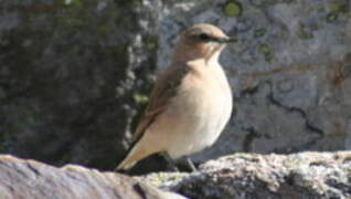 Northern Wheatear