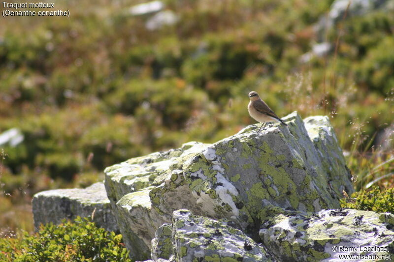 Northern Wheatear