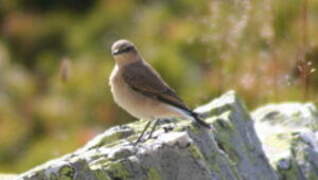 Northern Wheatear