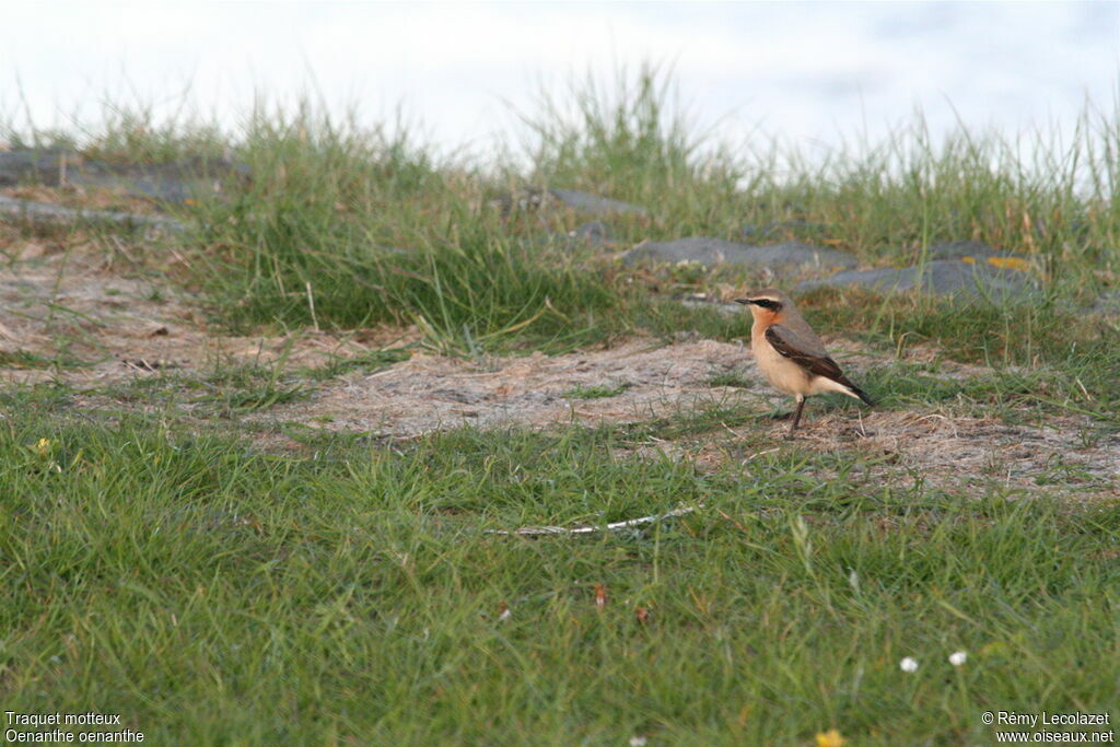 Northern Wheatear male adult