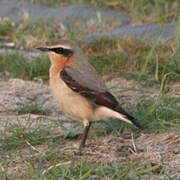 Northern Wheatear