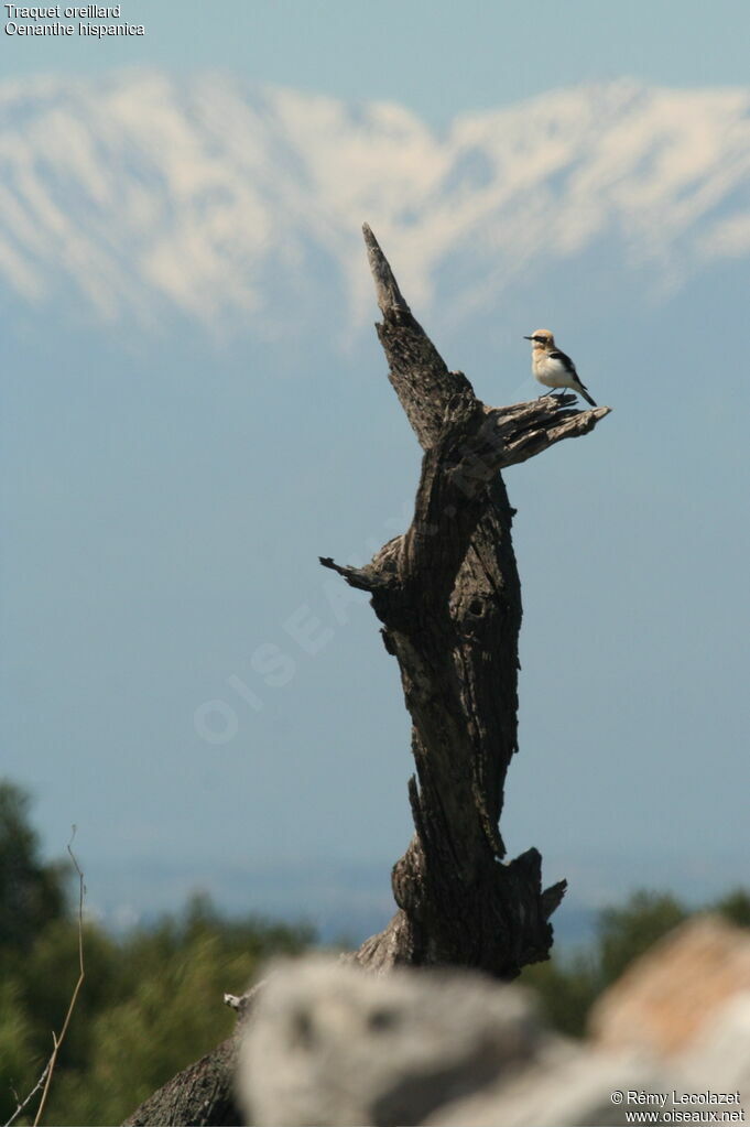 Black-eared Wheatear male adult breeding