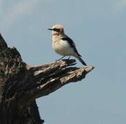 Western Black-eared Wheatear