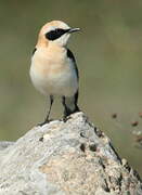 Black-eared Wheatear