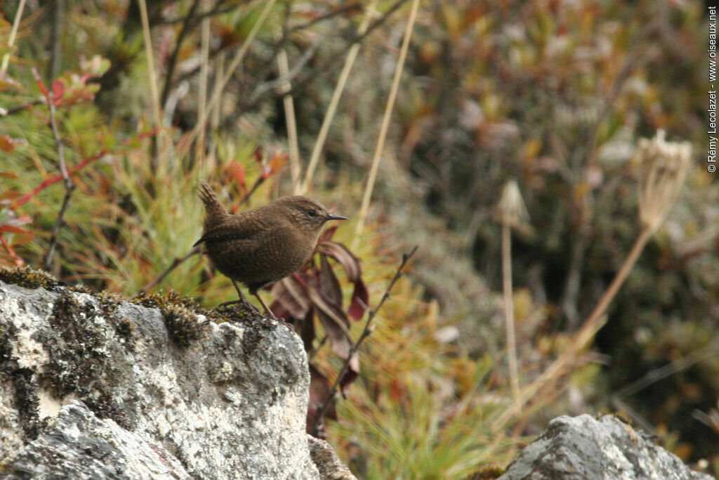 Troglodyte mignon