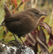 Eurasian Wren