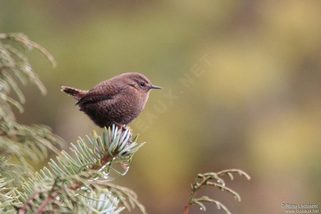 Eurasian Wren