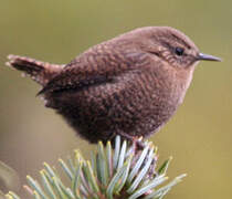 Eurasian Wren