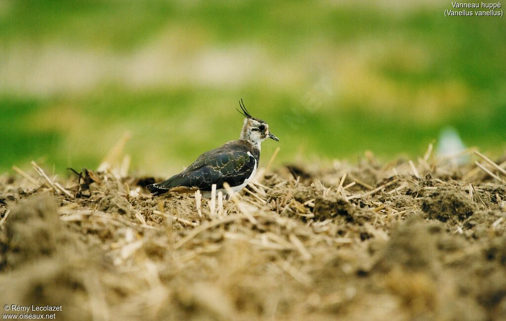 Northern Lapwing