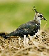 Northern Lapwing