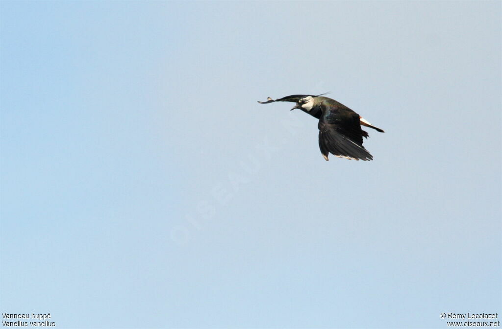 Northern Lapwing