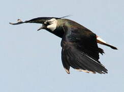 Northern Lapwing