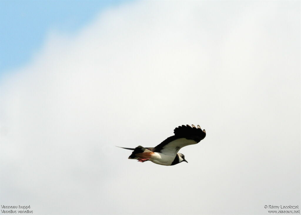 Northern Lapwing