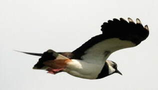 Northern Lapwing