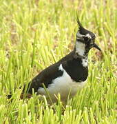 Northern Lapwing