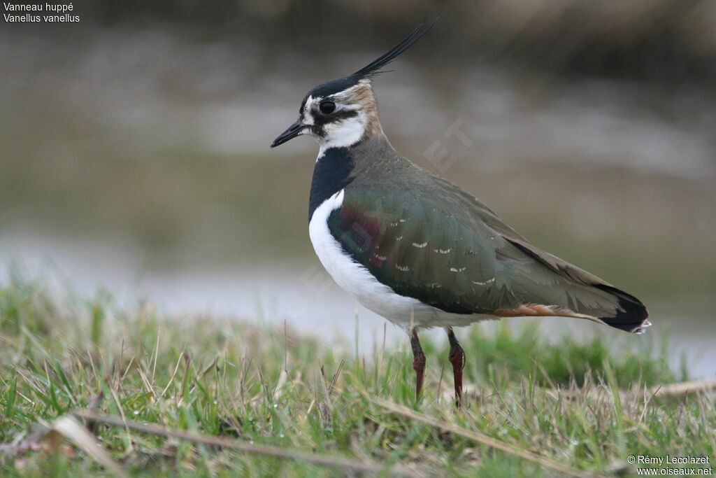 Northern Lapwing